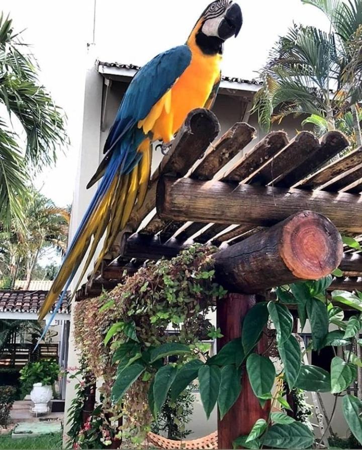 Pousada Recanto Dos Passaros Balsas Exteriér fotografie