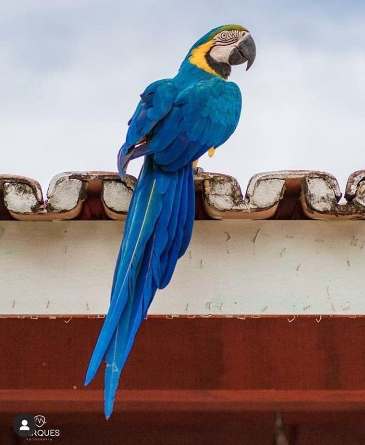 Pousada Recanto Dos Passaros Balsas Exteriér fotografie